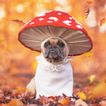 a small dog wears a toadstool costume in a forest