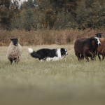 a dog herds different kinds of sheep