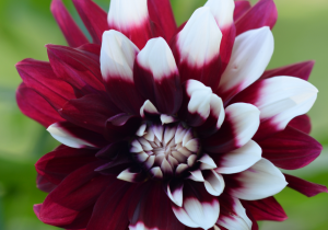 Deep red flower slowly changing to white