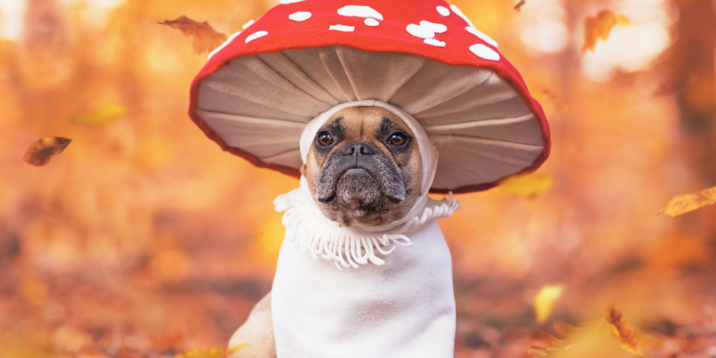 a small dog wears a toadstool costume in a forest